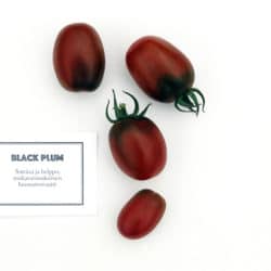 Black Plum, Musta Mauri