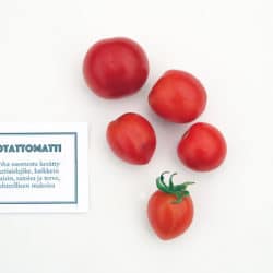 Potattomatti, Savitaipaleen tomaatti