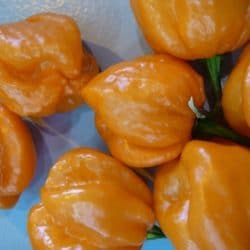 Orange Habanero -chili