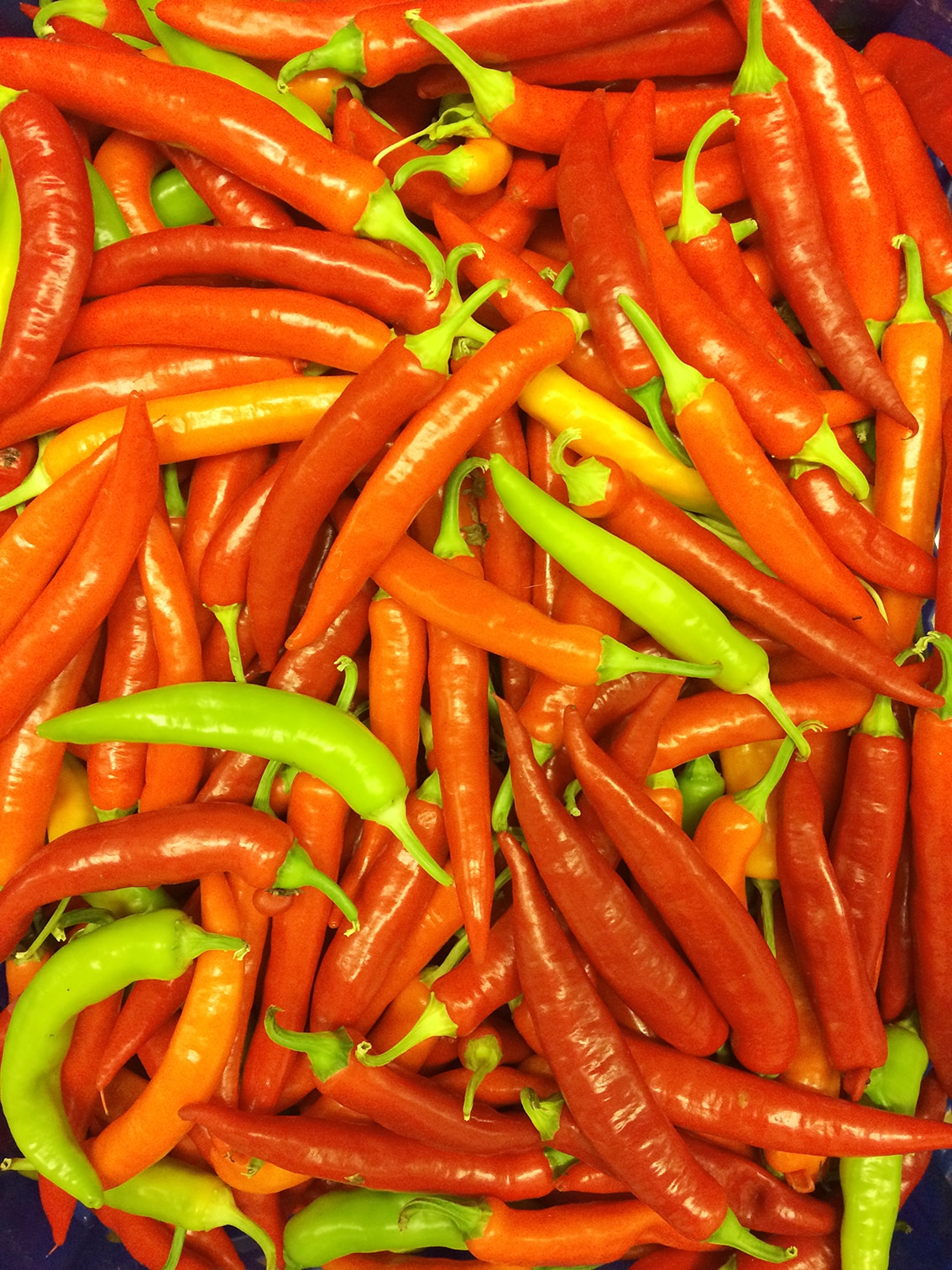 Hot Fajita chili Myllypellon taimet