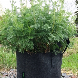 Aaprottimaruna, ”kolakasvi”, Artemisia abrotanum ’Cola Plant’
