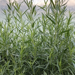 Ranskanrakuuna, Artemisia dracunculus ’Sativa’