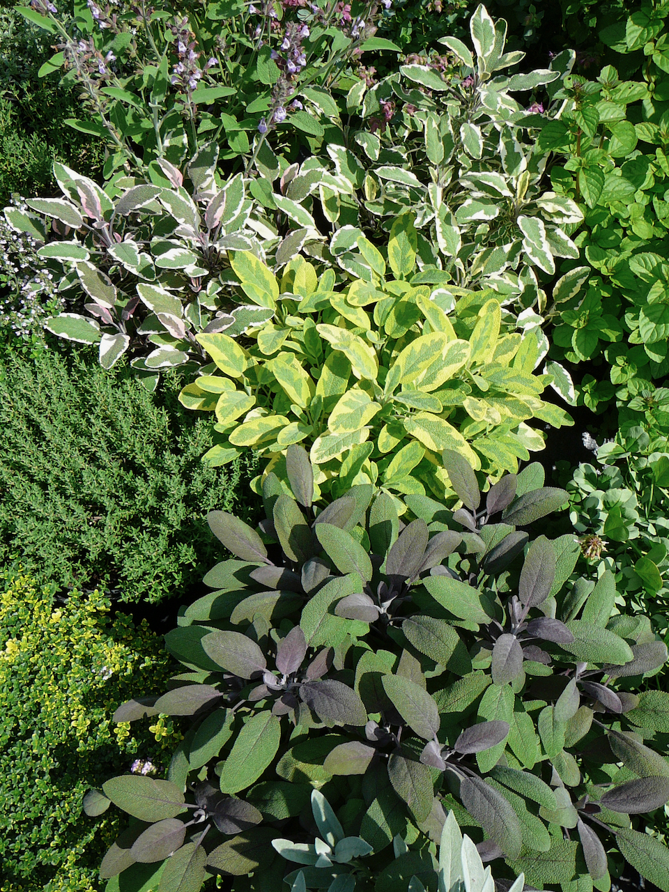 Ryytisalvia Salvia Officinalis Myllypellon Taimet