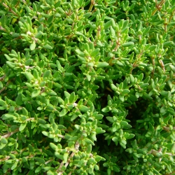 Timjami, tarha-ajuruoho, Thymus vulgaris