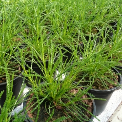 ”Oliiviyrtti”, viherhopeayrtti, Santolina rosmarinifolia